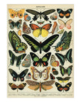 Affiche Cavallini Butterflies