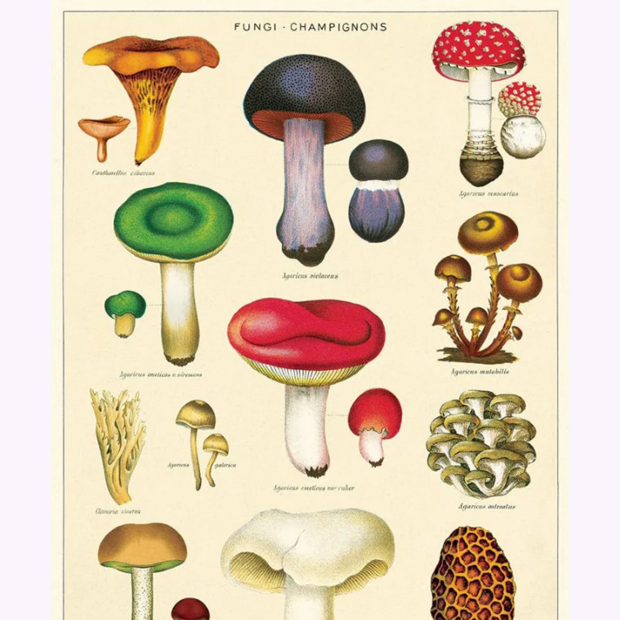 Affiche Cavallini Fungus Champignons 2