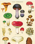 Affiche Cavallini Fungus Champignons 2