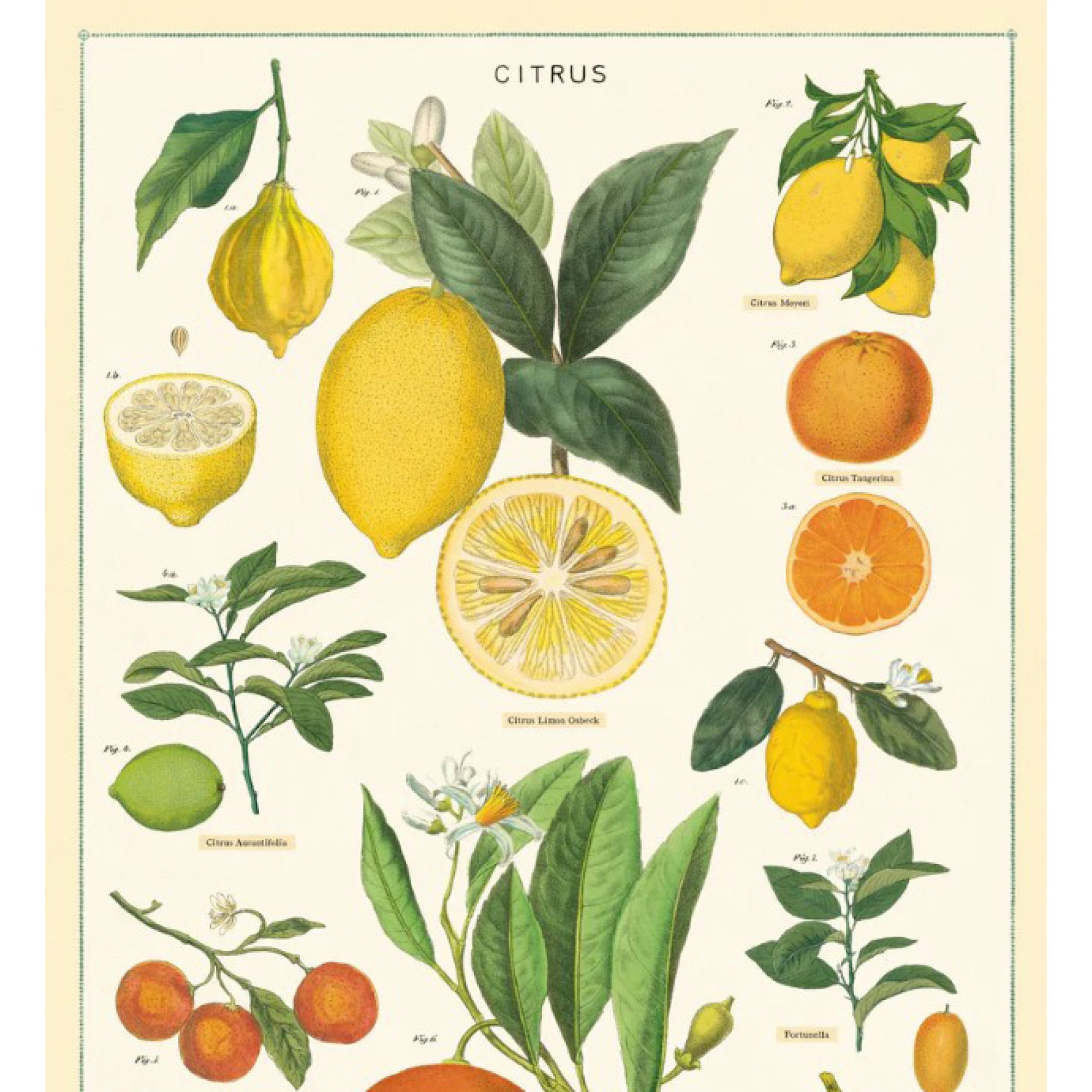 Affiche Cavallini Citrus