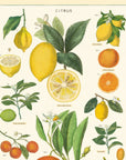 Affiche Cavallini Citrus