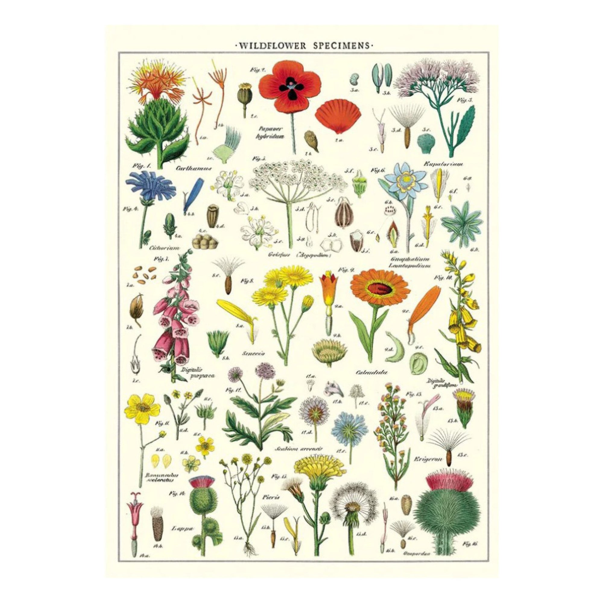 Affiche Cavallini Fleurs Sauvages