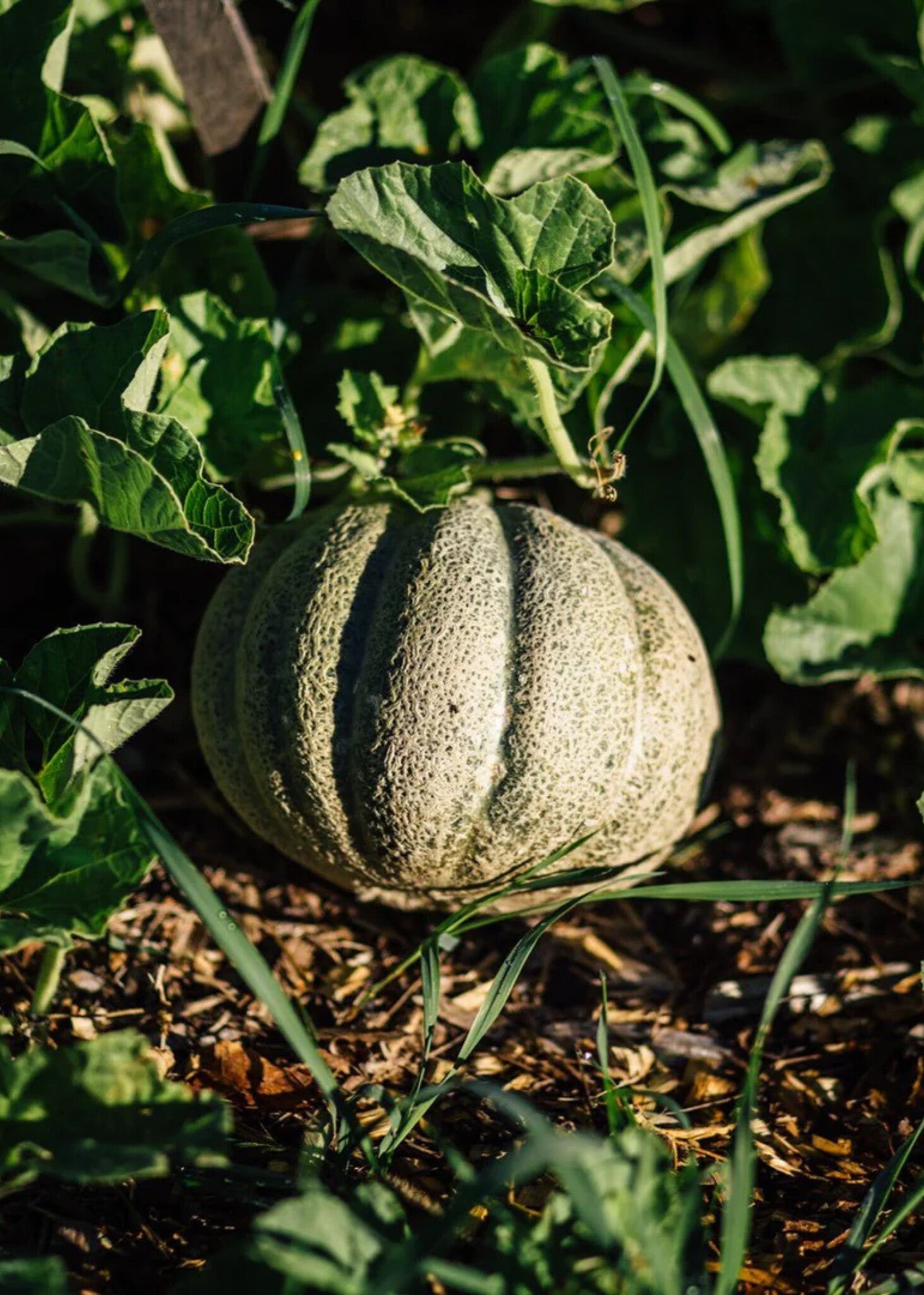 Ensemble de Culture Melon de Montréal - Nutritioniste Urbain