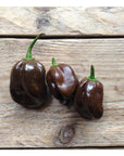 Semences de Piments Forts Piccolo Seeds (3 variétés disponibles)