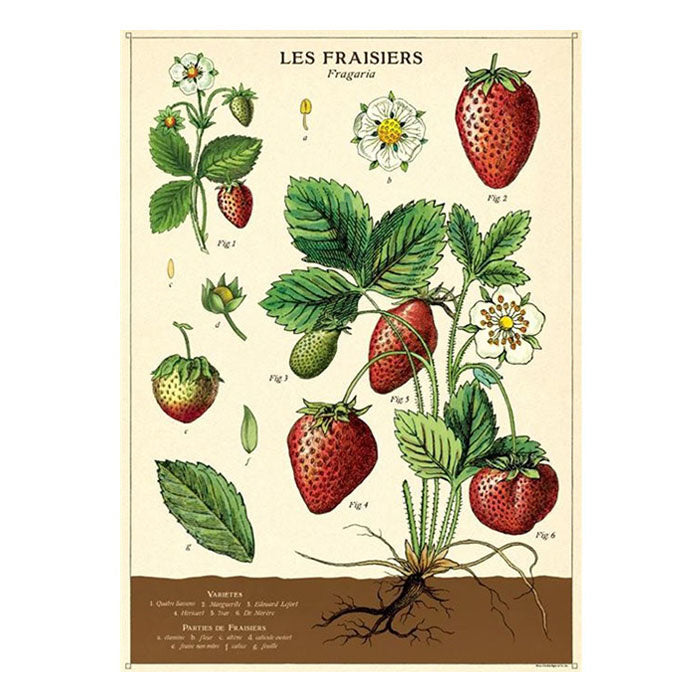 Affiche Cavallini Fraises