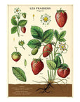 Affiche Cavallini Fraises