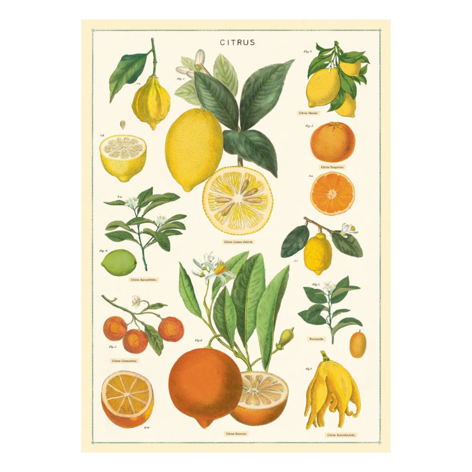 Affiche Cavallini Citrus