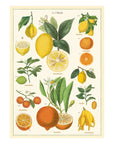 Affiche Cavallini Citrus