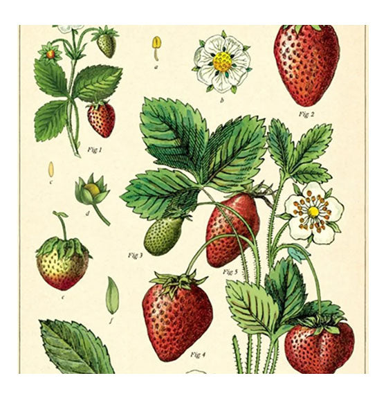 Affiche Cavallini Fraises