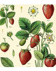 Affiche Cavallini Fraises