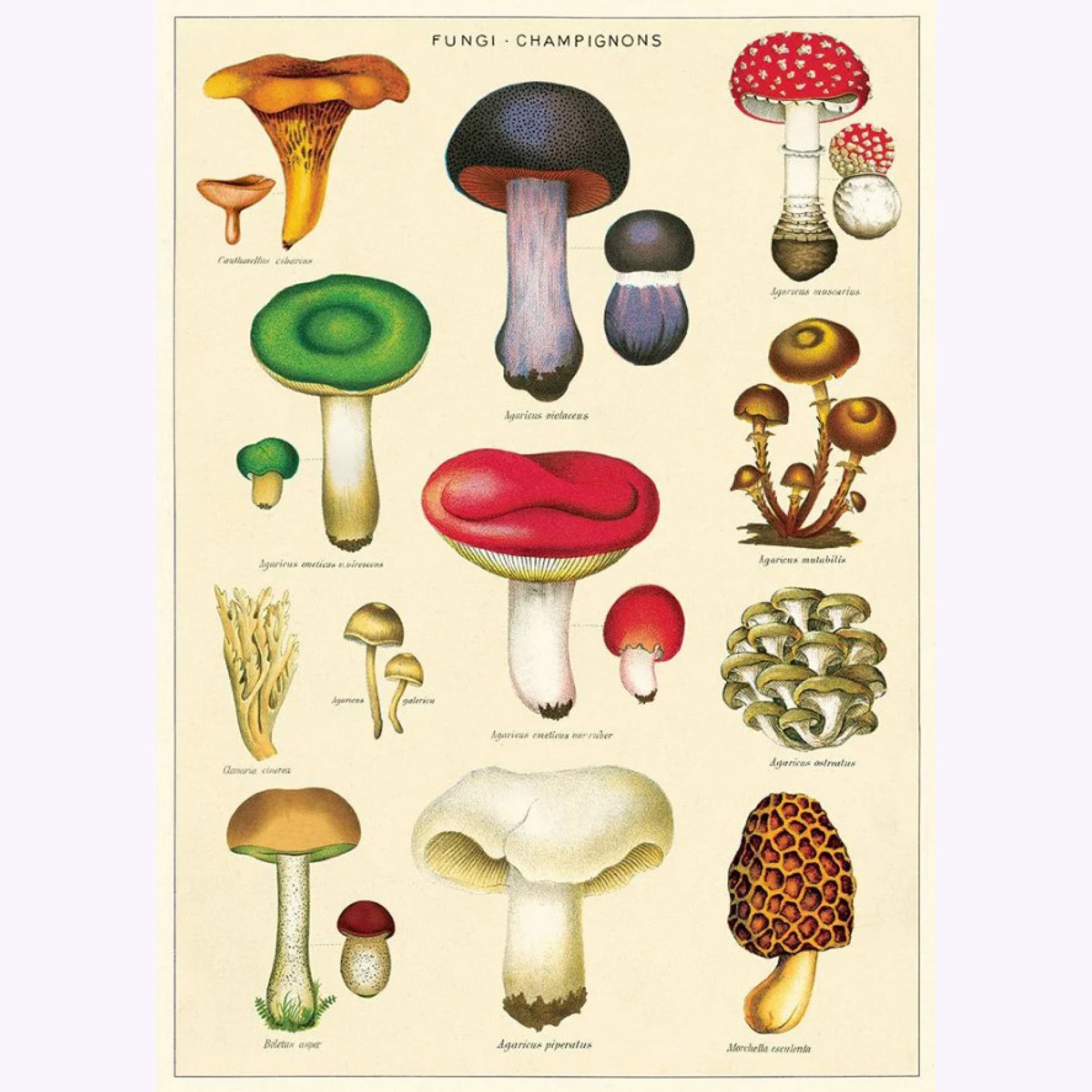 Affiche Cavallini Fungus Champignons 2