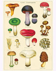 Affiche Cavallini Fungus Champignons 2