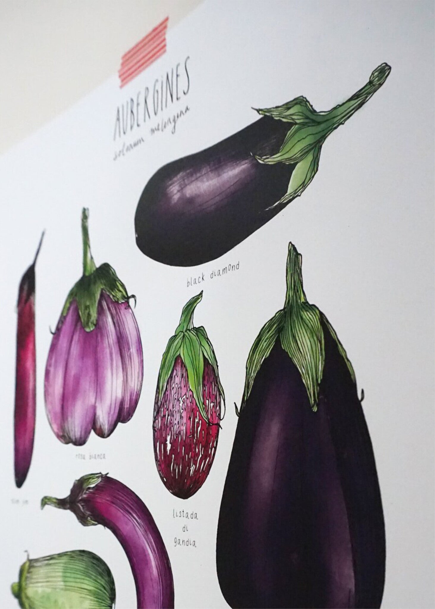 Affiche Laucolo 11 x 14 Aubergines