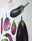 Affiche Laucolo 11 x 14 Aubergines