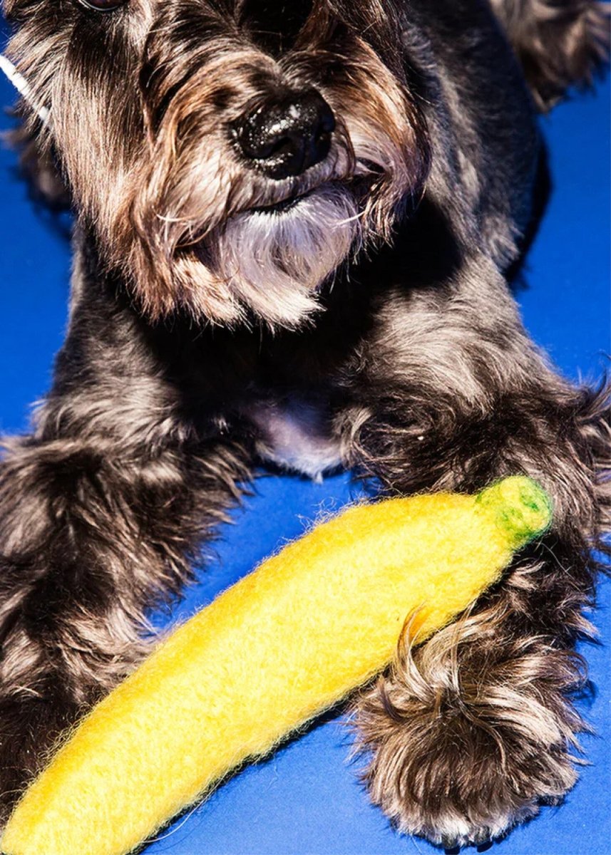 Jouet pour Chien Laine Feutrée WOTD (2 options disponibles) - Ex - voto