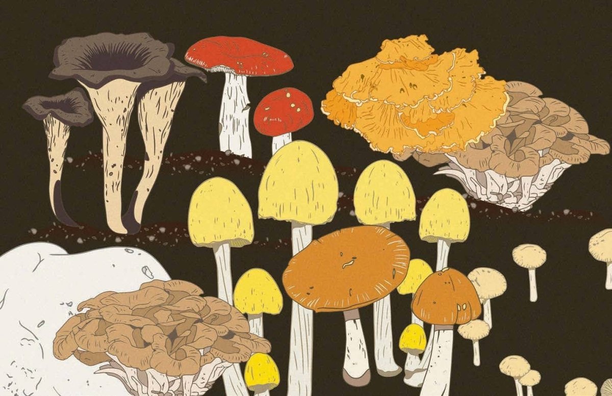 Livre Mushrooms Chronicle Books - Ex - voto