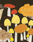 Livre Mushrooms Chronicle Books - Ex - voto