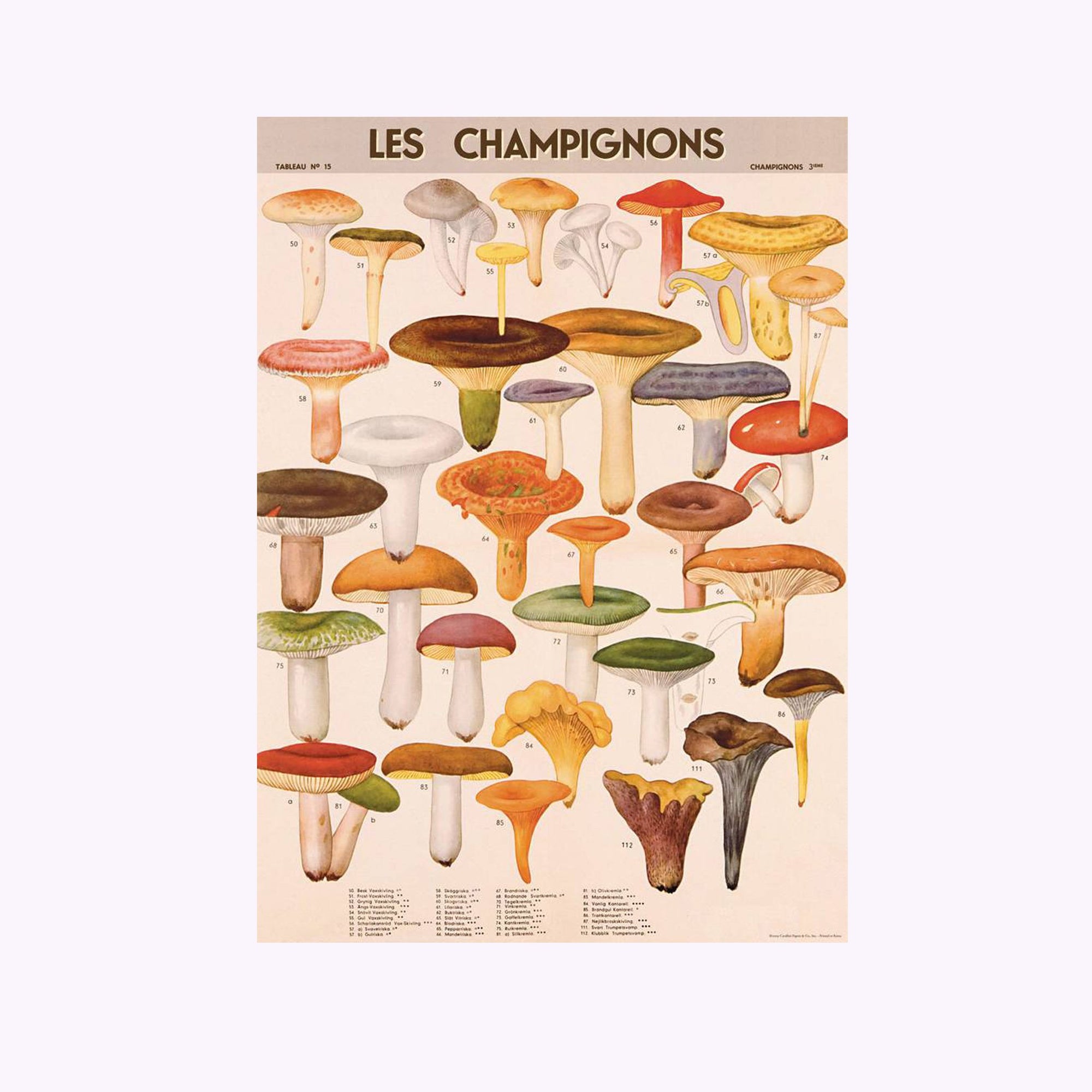 Affiche Cavallini Champignons 1