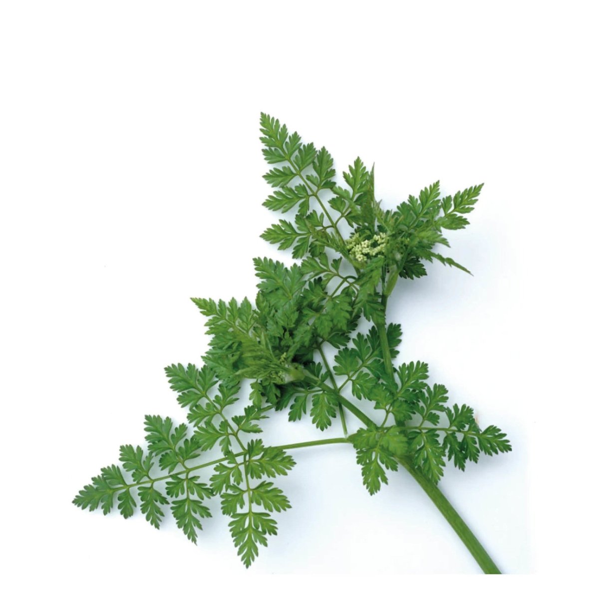 Semences Anis Piccolo Seeds - Ex - voto