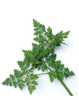 Semences Anis Piccolo Seeds - Ex - voto