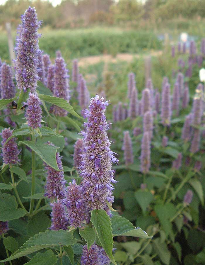 Semences de Fleurs La Société des Plantes - Ex - voto