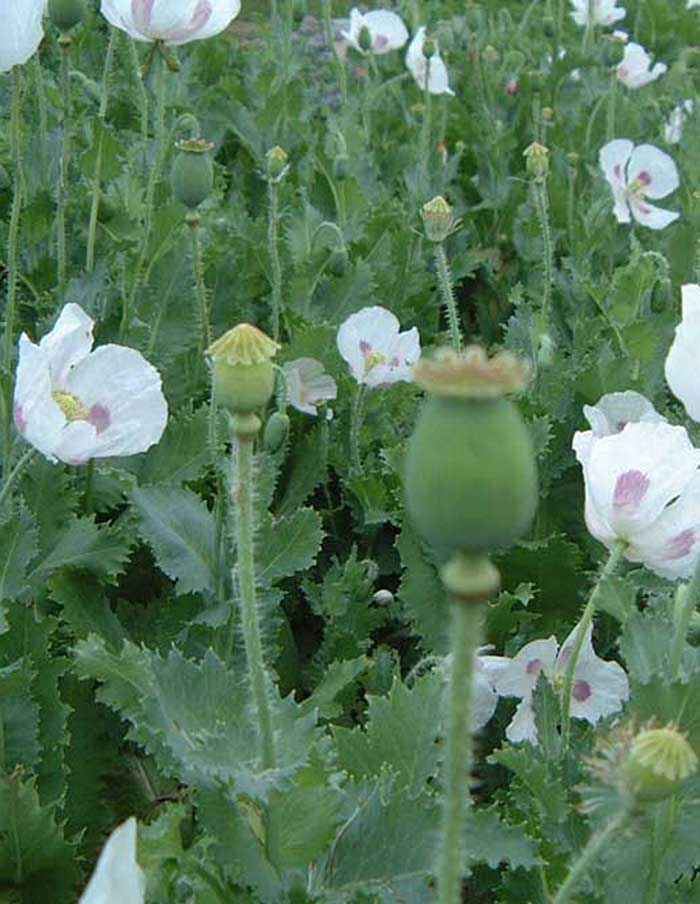 Semences de Fleurs La Société des Plantes - Ex - voto