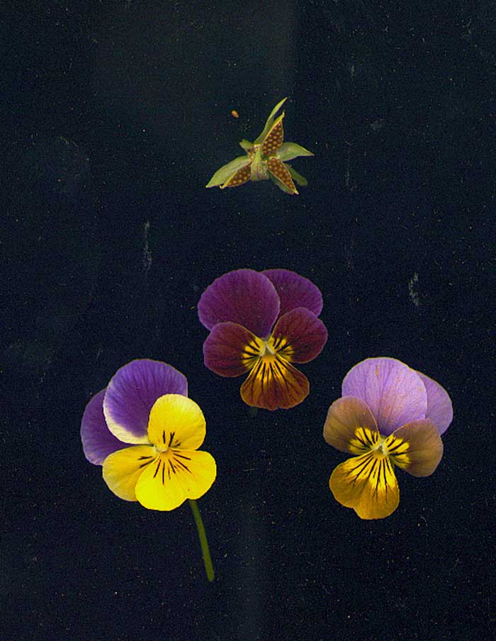 Semences de Fleurs La Société des Plantes - Ex - voto