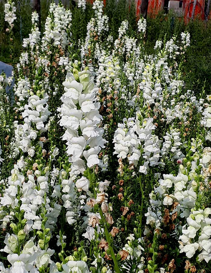 Semences de Fleurs La Société des Plantes - Ex - voto