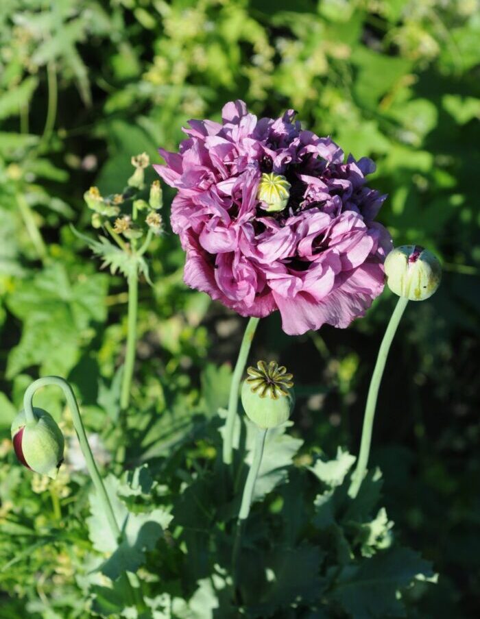 Semences de Fleurs La Société des Plantes - Ex - voto