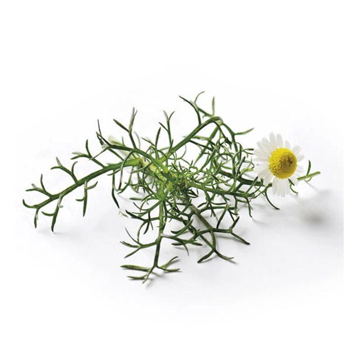 Semences de Fleurs Piccolo Seeds - Ex - voto