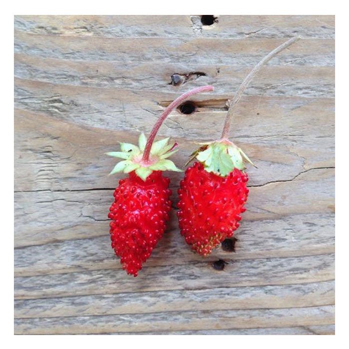 Semences de Fruits Piccolo Seeds (3 variétés disponibles) - Ex - voto
