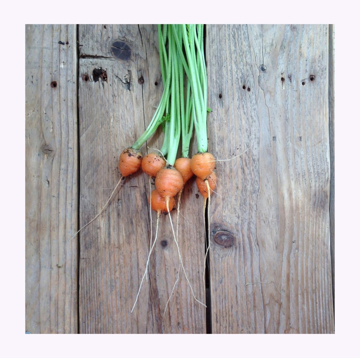 Semences de Légumes Piccolo Seeds (3 variétés disponibles) - Ex - voto
