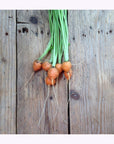 Semences de Légumes Piccolo Seeds (3 variétés disponibles) - Ex - voto