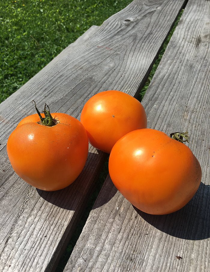 Semences Potager La Société des Plantes - Ex - voto