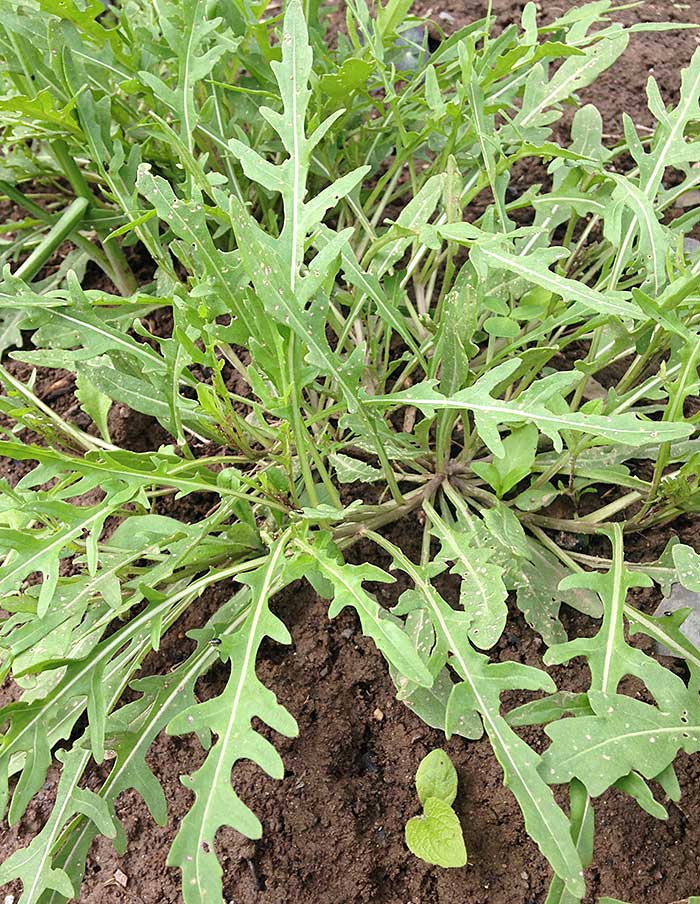 Semences Potager La Société des Plantes - Ex - voto