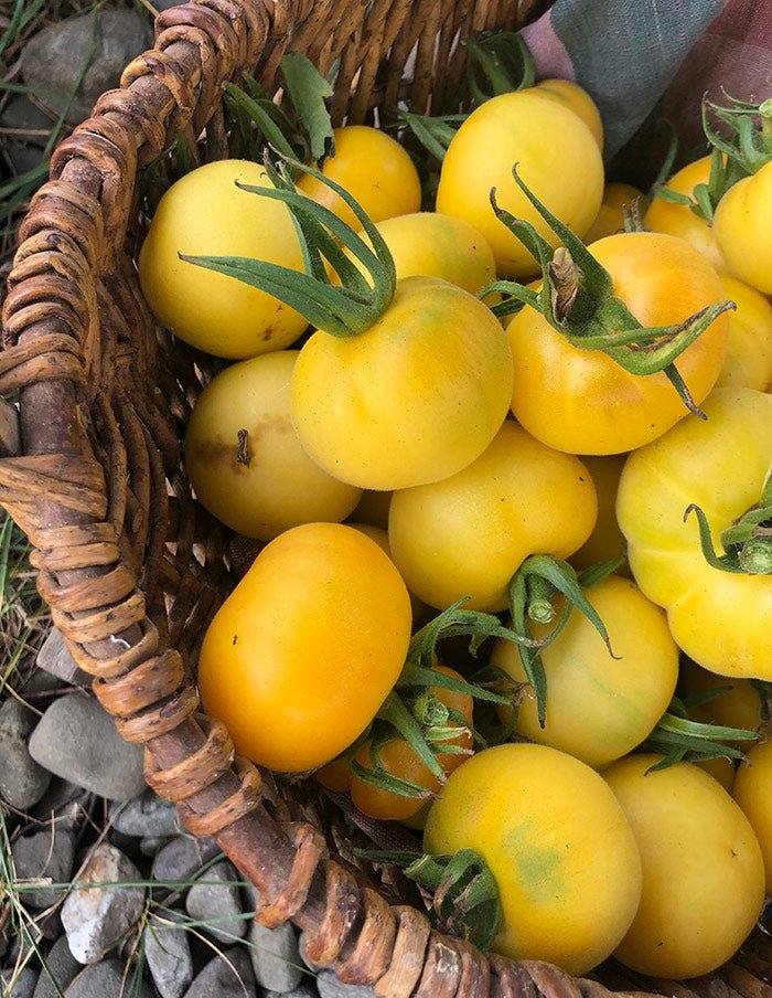 Semences Potager La Société des Plantes - Ex - voto